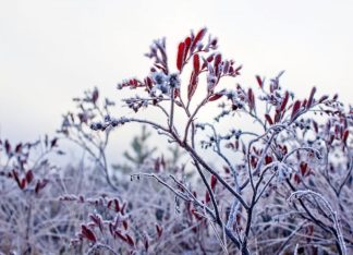 Hibernating subshrub