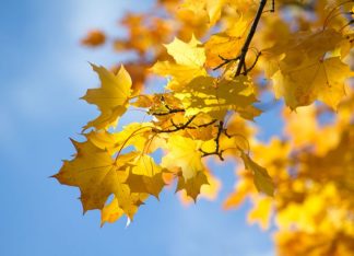 Golden leaves