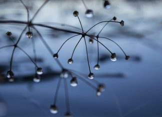 Fall drops - Syksypisarat