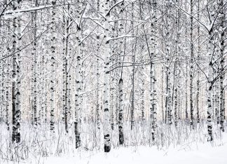 Birch grove in midwinter - Koivikko sydäntalvella