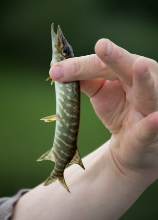 Pike fish