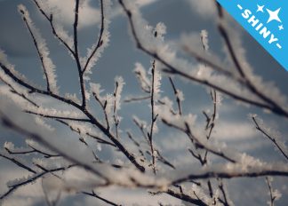 Frozen branches