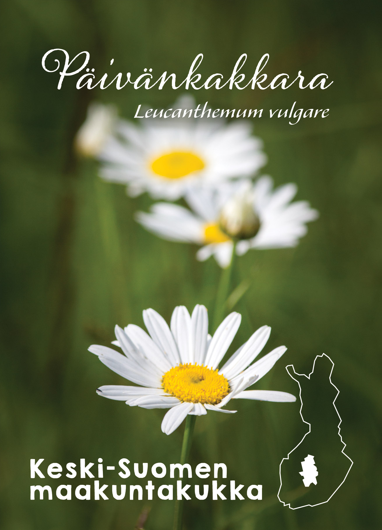 Maakuntakukka päivänkakkara – Minor Postcards