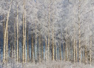 Snowy birch grove
