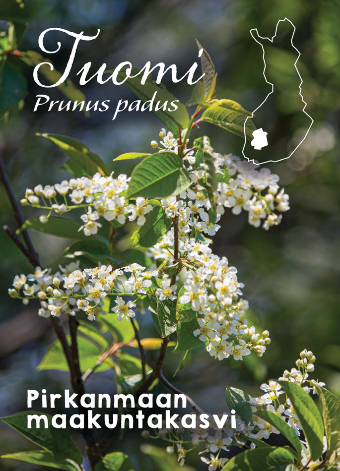 Maakuntakukka Tuomi Minor Postcards