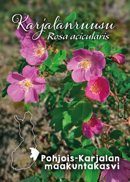 County flower Prickly wild rose