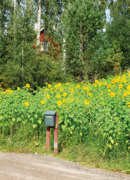 Sunflower mail