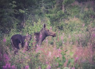 Elk in firewood field