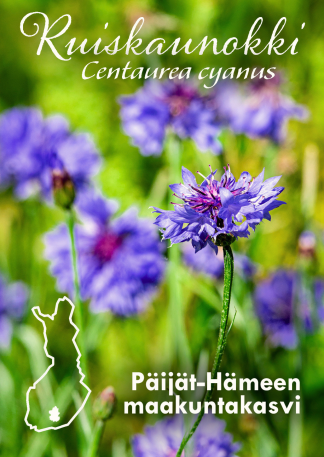 County flower Cornflower